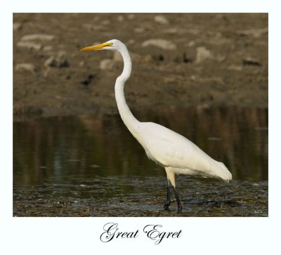 Great Egret