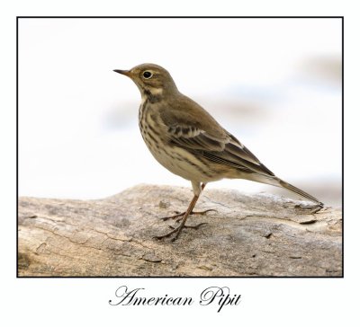 American Pipit