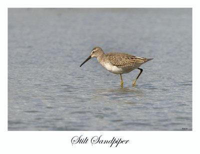 Stilt Sandpiper