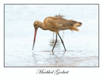 Marbled Godwit