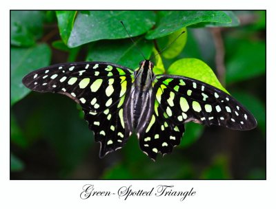 Green-Spotted Triangle