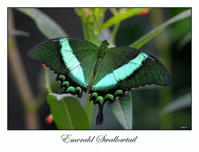 Emerald Swallowtail