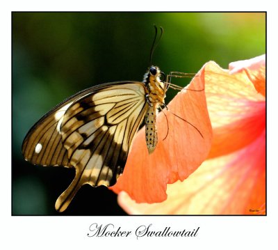 Mocker  Swallowtail