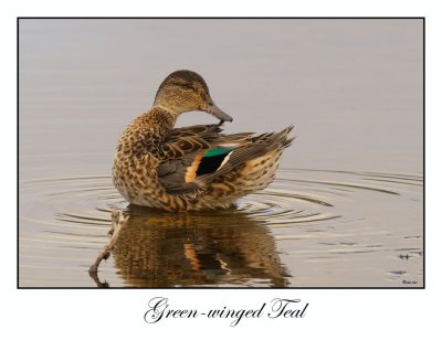 Green-winged Teal