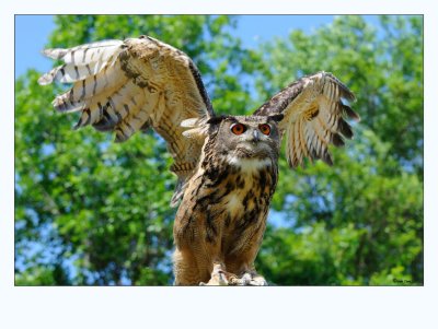 Eurasian  Eagle Owl