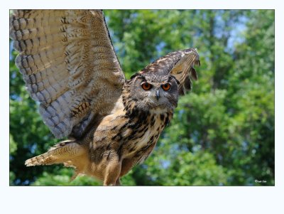 Eurasian  Eagle Owl