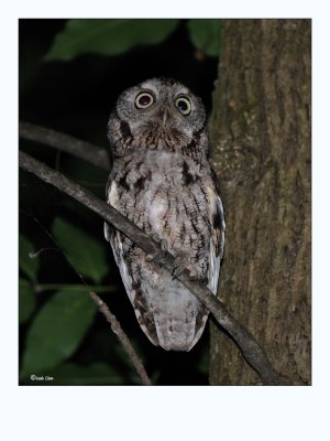 Eastern Screech Owl