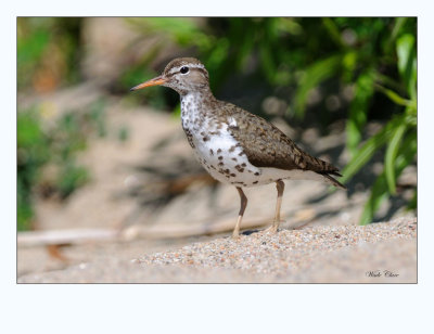 Spotted Sandpiper