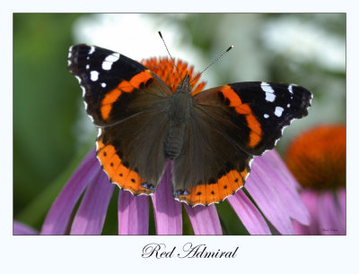 Red Admiral