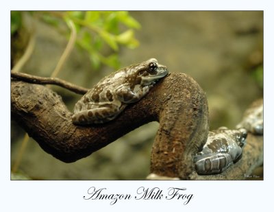 Amazon Milk Frog