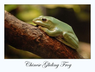 Chinese Gliding Frog