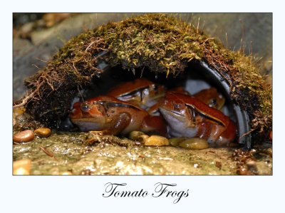 Tomato Frogs