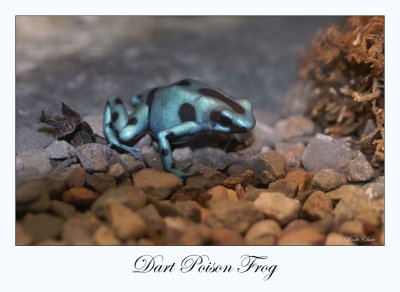 Dart Poison Frog