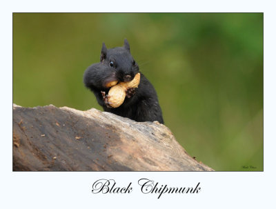 Black Chipmunk