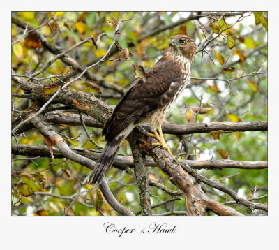 Cooper`s Hawk