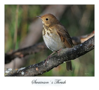 Swainson`s Thrush