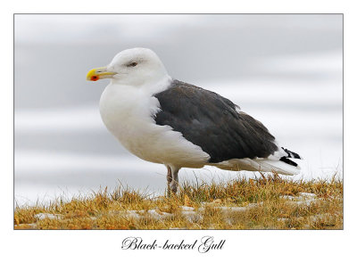 Black-backed Gull