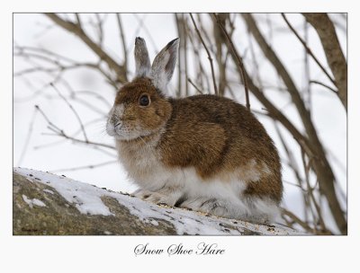 Snow Shoe Hare