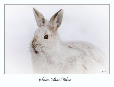 Snow Shoe Hare
