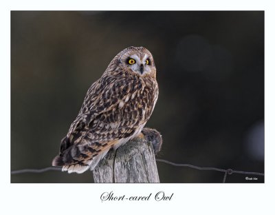 Short-eared Owl