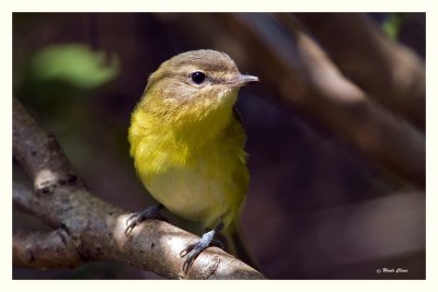 Philadelphia Vireo