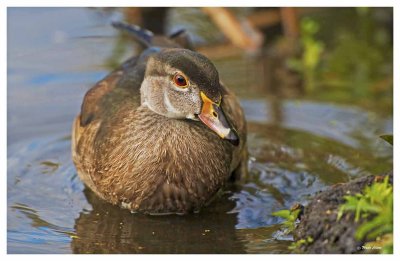 Wood Duck