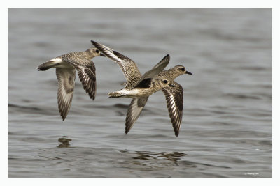 Black-bellied Plover