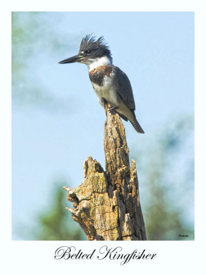 Belted Kingfisher