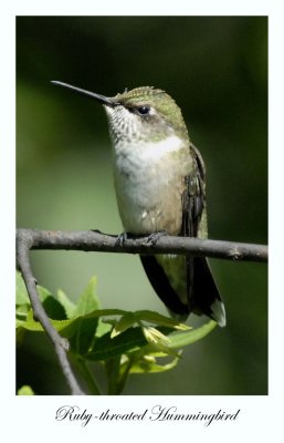 Ruby-throated Hummingbird