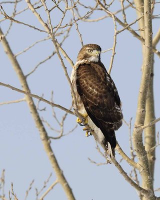 Red- tailedHawk