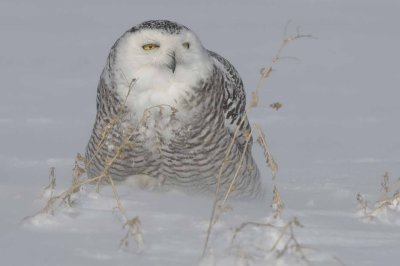 Snowy Owl