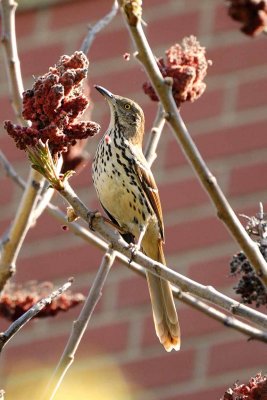 Brown Thrasher