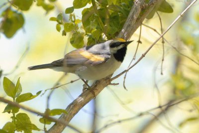 Golden-winged Warbler