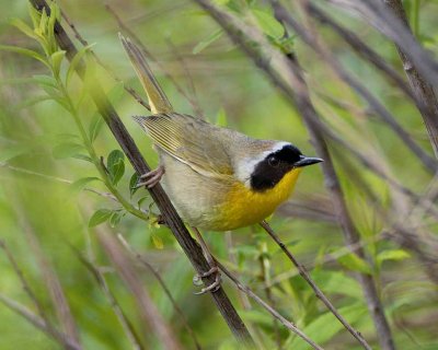 Common yellowthroat