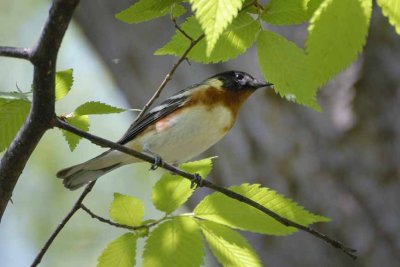 Bay-breasted Warbler