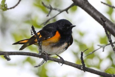 American Redstart