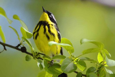 Magnolia Warbler