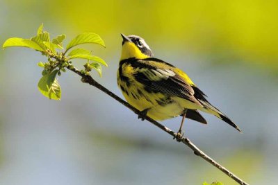 Magnolia Warbler