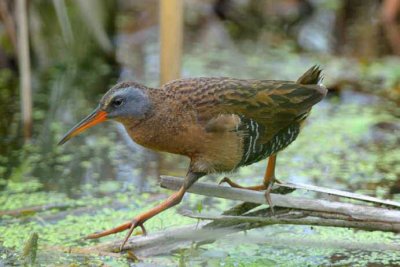 Virginia Rail