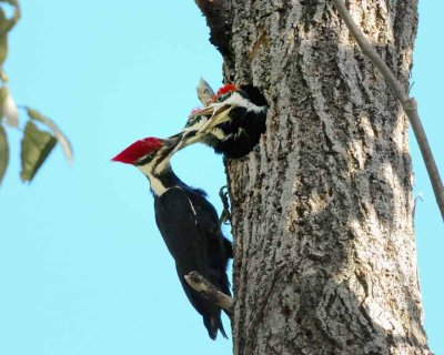 Pileated Woodpeckers