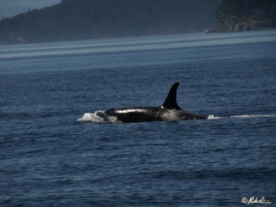 Whale Watching out of Victoria, B.C.