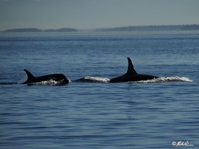DSC_0132.JPG