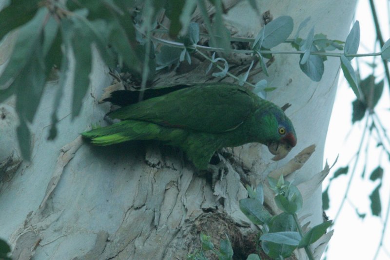 parrot_20090530_0132_1200.jpg