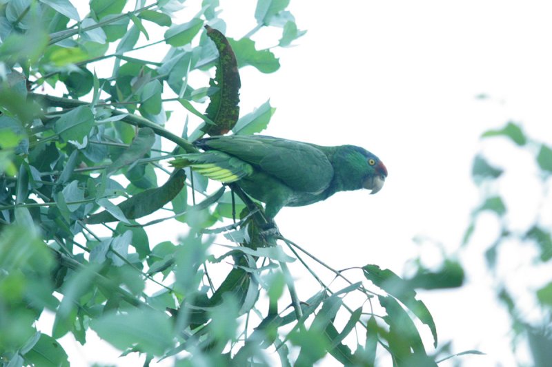 parrot_20090530_0141_1200.jpg