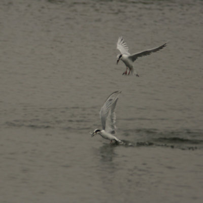 Bolsa_Tern20080917_072.jpg
