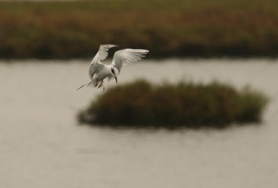 Bolsa_Tern20080917_125.jpg