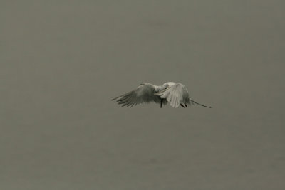 Bolsa_Tern20080917_147.jpg