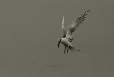 Bolsa_Tern20080917_148.jpg