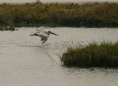 Bolsa_Peli20080917_132.jpg
