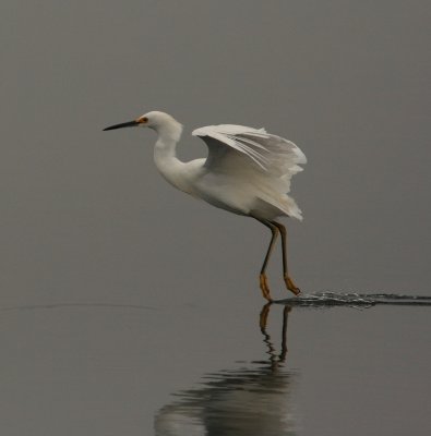 Bolsa_Egret20080917_121.jpg